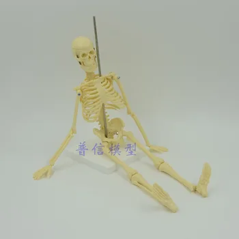 45см малък скелетен модел човешки медицински научен костен модел