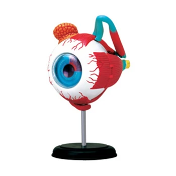 Анатомичен модел на човешкото око Професионален лек модел на разширена очна ябълка Dropship